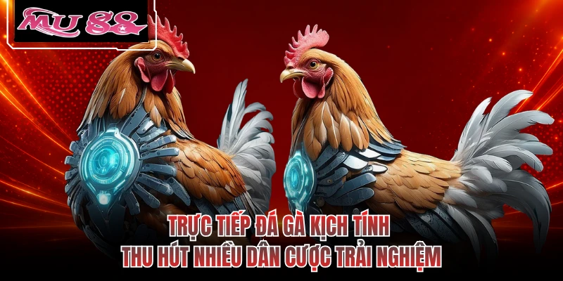 Trực tiếp đá gà kịch tính thu hút nhiều dân cược trải nghiệm